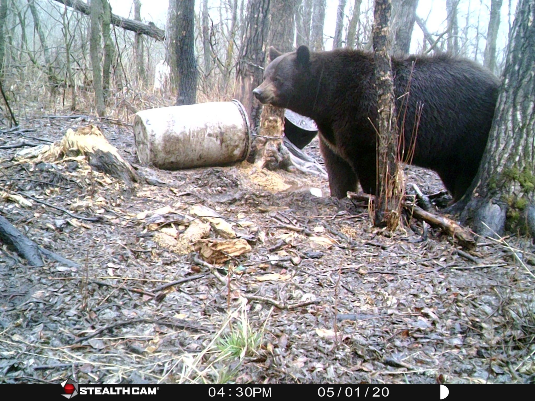 How much does he weigh? Big Grass Outfitters